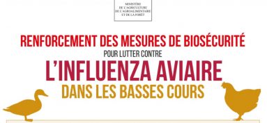 Influenza Aviaire