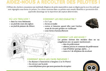 Affiche pelotes 2024-NE17 (002)